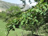 Cotoneaster meyeri