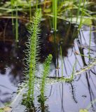 Hippuris vulgaris