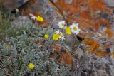 Potentilla pamiroalaica. Цветущие растения. Кыргызстан, Ошская обл., Алайский хребет выше перевала Талдык, альпика, 3850 м н.у.м., седловина севернее водораздельного гребня, каменисто-щебнистая осыпь. 18 августа 2019 г.