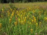 Narthecium ossifragum. Цветущие растения. Нидерланды, провинция Drenthe, национальный парк Dwingelderveld, окраина верхового болота. 18 июля 2010 г.