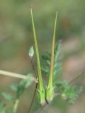 Erodium ciconium. Незрелые плоды. Узбекистан, г. Ташкент, Актепа Юнусабадская. 04.05.2014.