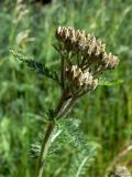 Achillea nigrescens. Верхушка растения с нераскрывшимися соцветиями. Свердловская обл., окр. г. Североуральск, долина р. Оленья, еловый лес. 29.06.2010.