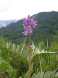 Hedysarum truncatum. Верхушка растения с соцветием. Камчатский край, Елизовский р-н, природный парк \"Вулканы Камчатки\", кордон Семеновский, мохово-кустарниковая тундра. 11.07.2009.