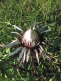 Carlina cirsioides