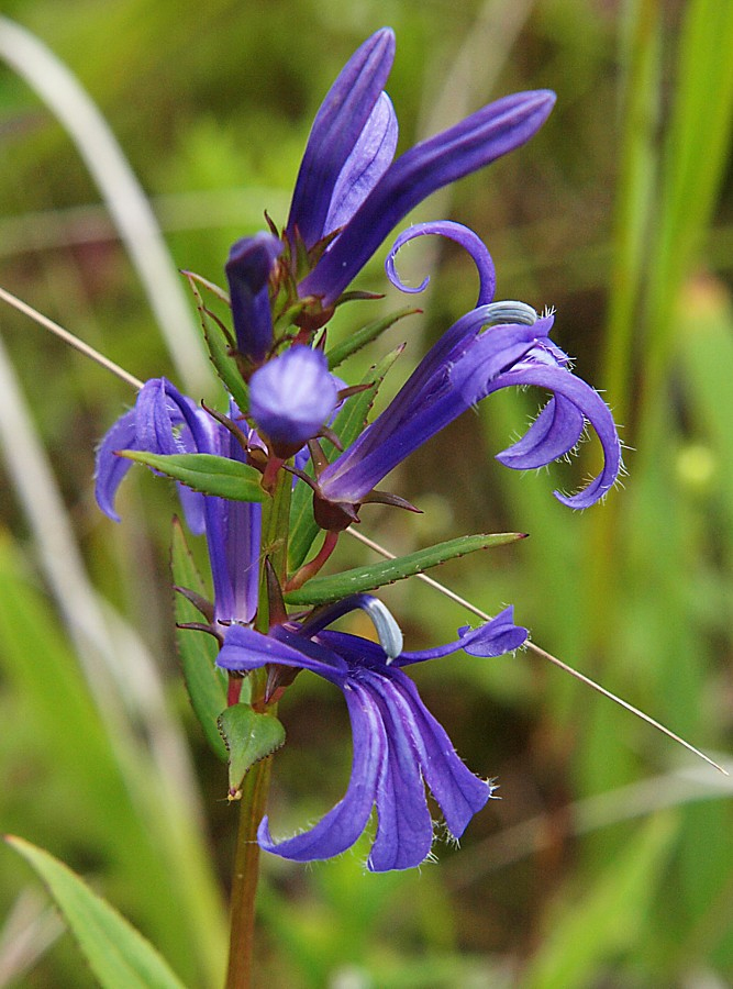 Изображение особи Lobelia sessilifolia.