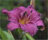 Hemerocallis &times; hybrida