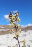 Matthiola fragrans