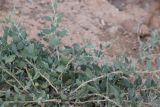 Chenopodium frutescens. Нижняя часть растения. Республика Алтай, Кош-Агачский р-н, ур. Марс, глинистый склон. 1 августа 2020 г.