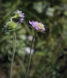 Knautia arvensis