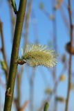 Salix phylicifolia. Часть побега с мужским соцветием. Ленинградская обл., окр. пос. Большая Ижора, берег Финского залива, гребень песчаного берегового вала. 14.05.2023.