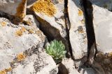 Orostachys spinosa. Вегетирующее растение в трещине между камней. Республика Саха (Якутия), Хангаласский улус, левый берег р. Сиинэ (Синяя), скальный выход. 27.07.2023.