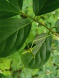 Euonymus leiophloeus