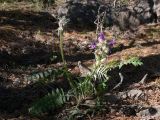 Oxytropis ivdelensis. Отцветающее растение среди известняковых скал. Свердловская обл., окр. г. Североуральск, правый берег канал Дублёр в районе известнякового карьера. 15.06.2011.