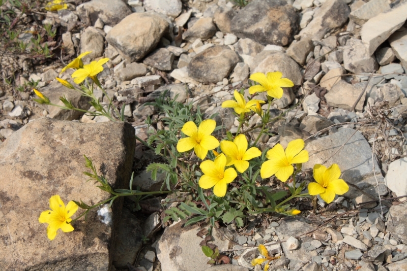 Изображение особи Linum tauricum.