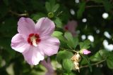 Hibiscus syriacus. Ветвь с цветком и бутоном. Адыгея, пос. Каменномостский, в культуре. 13.08.2008.