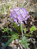 Primula fistulosa