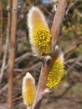 Salix vinogradovii