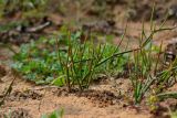 Ephedra distachya