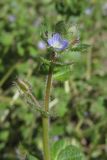 Veronica hederifolia