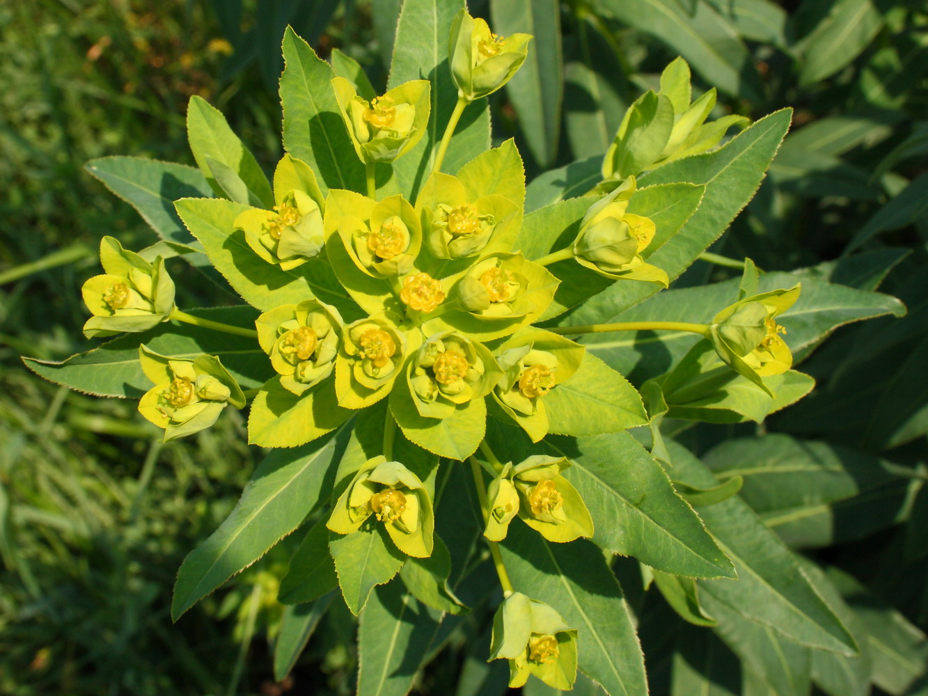 Изображение особи Euphorbia palustris.