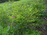 Lathyrus roseus