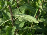 Verbascum marschallianum