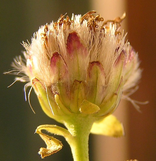 Изображение особи Aster maackii.