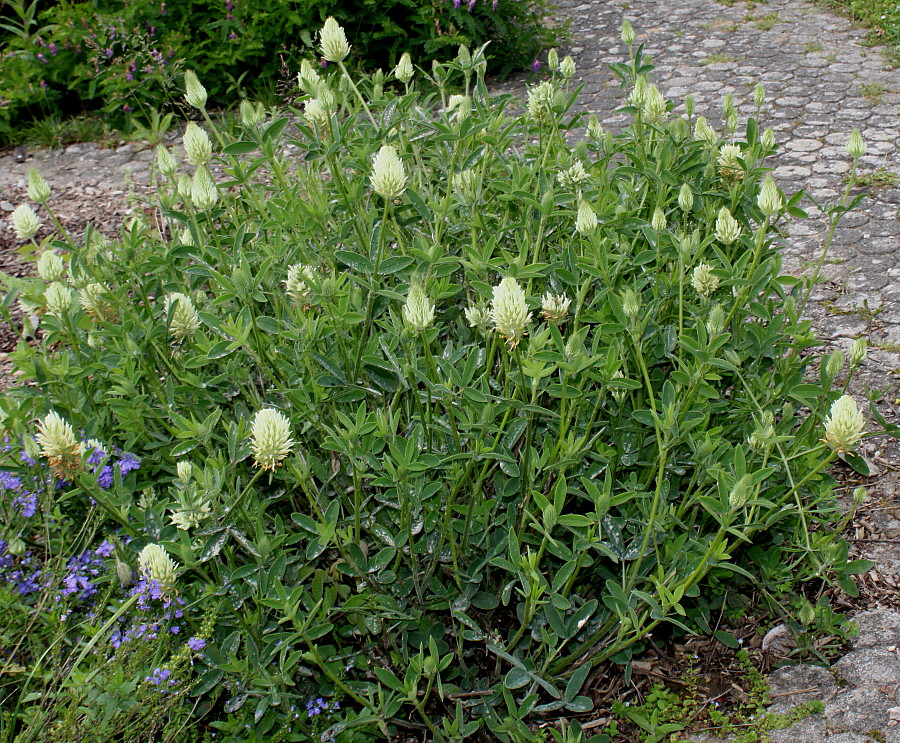 Изображение особи Trifolium ochroleucon.