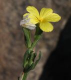 Linum nodiflorum