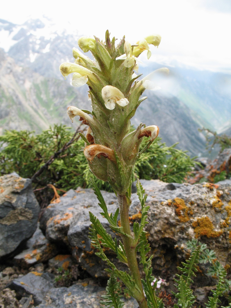 Изображение особи Pedicularis talassica.