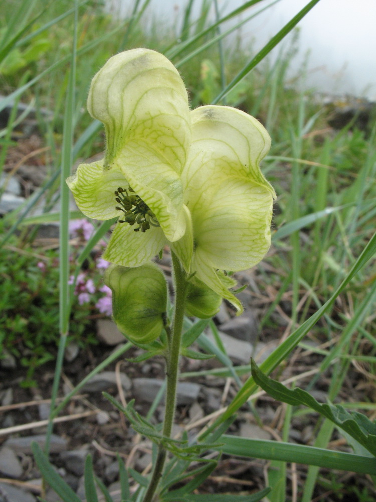 Изображение особи Aconitum anthoroideum.