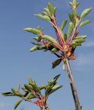 Enkianthus campanulatus. Верхушки веток с соплодиями. Германия, г. Дюссельдорф, Ботанический сад университета. 05.09.2014.