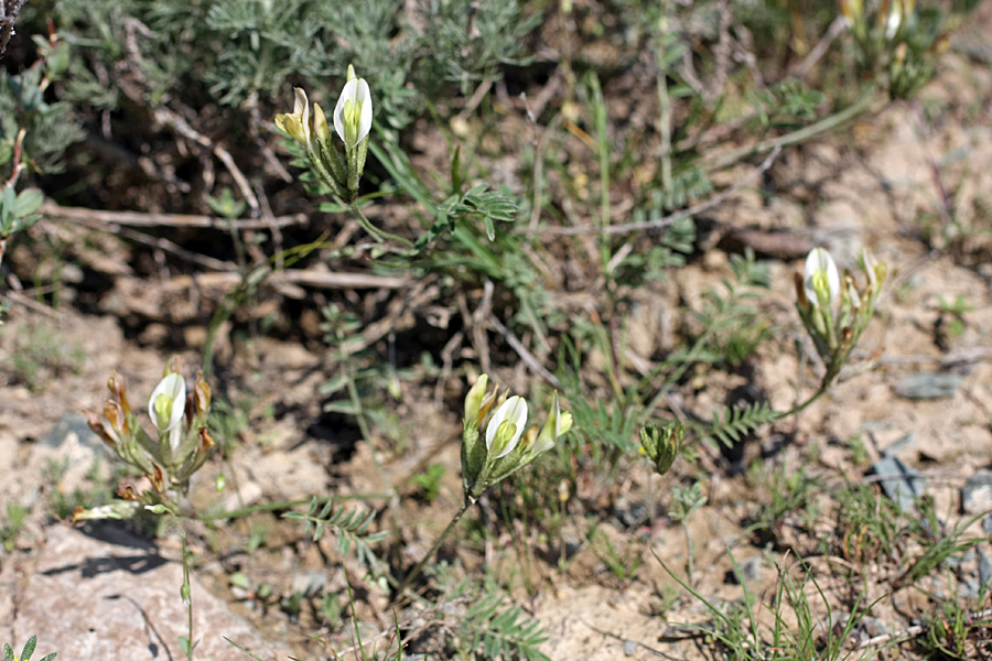 Изображение особи Astragalus macrotropis.