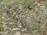 Limonium coralloides