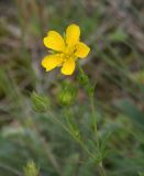 Potentilla caucasica