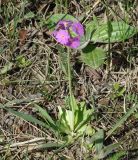 Primula farinosa