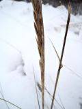 Leymus arenarius. Нижняя часть соплодия. Латвия, Юрмала, песчаный пляж на берегу Рижского залива, у подножия дюн. 04.01.2016.