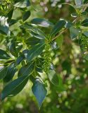 Salix pseudopentandra