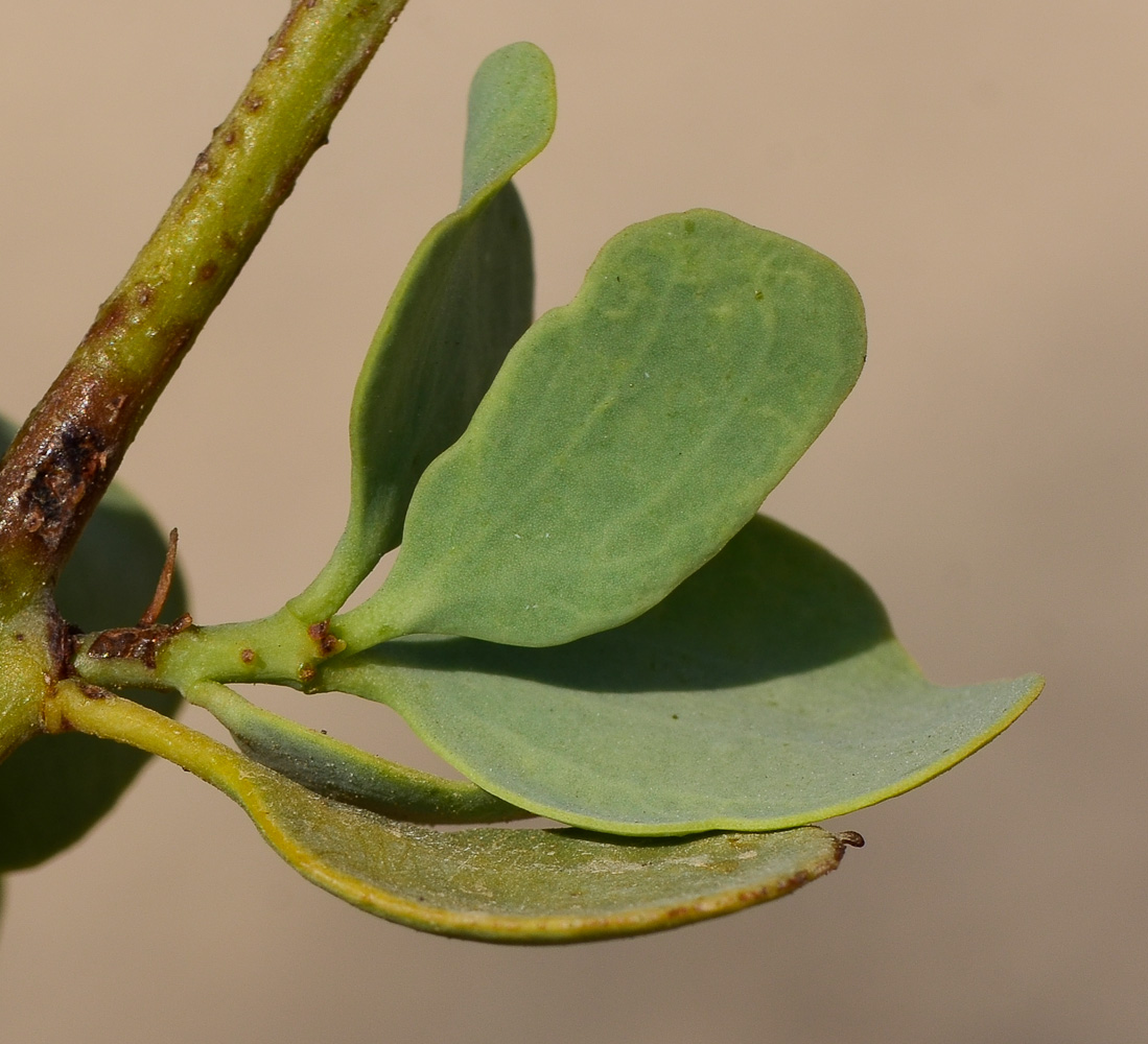 Изображение особи Plicosepalus acaciae.