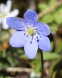 Hepatica nobilis. Цветок. Ленинградская обл., Волховский р-н,, окр. Хамонтово, левый берег р. Лынна в 3 км от устья. 26.04.2014.