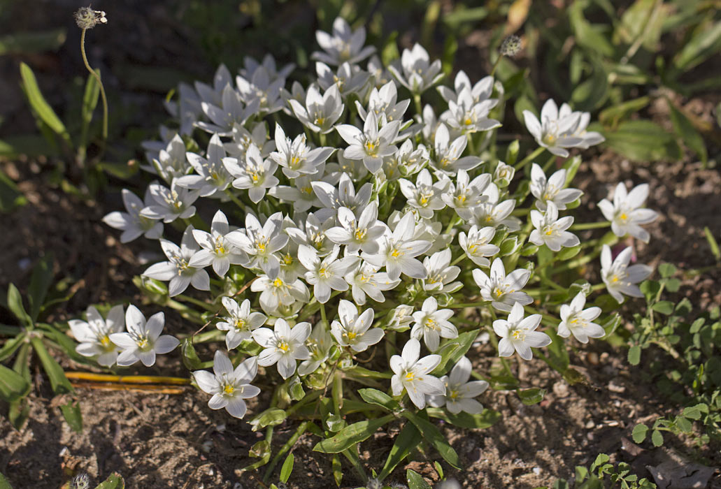 Изображение особи род Ornithogalum.