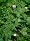 Knautia arvensis