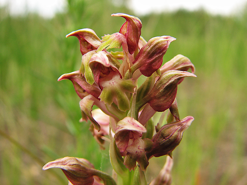 Изображение особи Anacamptis coriophora.