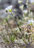 Cerastium alpinum. Цветущее растение среди валунов. Кольский п-ов, Кандалакшский берег Белого моря, каменистая коса. 24.06.2015.