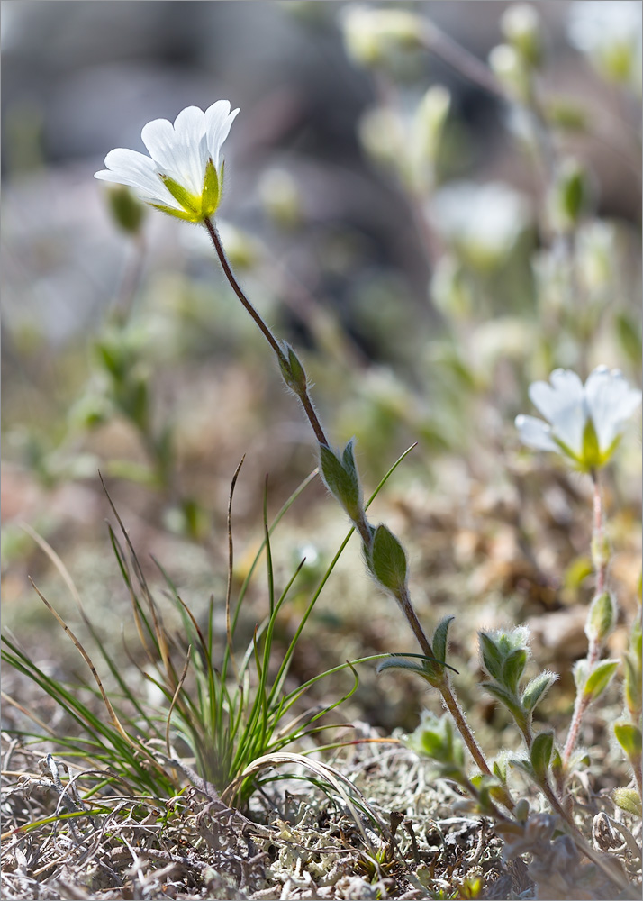 Изображение особи Cerastium alpinum.