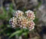 Antennaria lanata. Соцветие. Чукотка, Чаунский р-н, левобережье среднего течения р. Паляваам напротив пос. Паляваам, пойма реки. 18.07.2014.