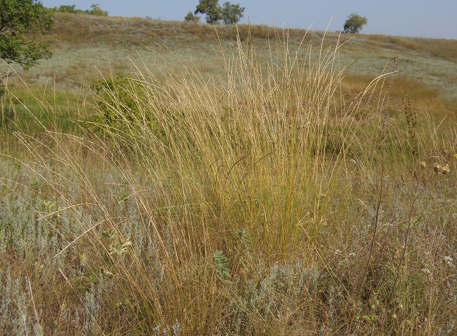 Изображение особи Elytrigia intermedia.