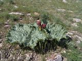 Rheum cordatum. Цветущее растение в каменистой степи. Южный Казахстан, хр. Боролдайтау. 26.04.2007.