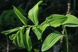 Polygonatum hirtum