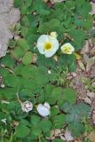 Oxalis luteola